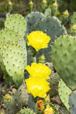 Prickly Pear Cactus